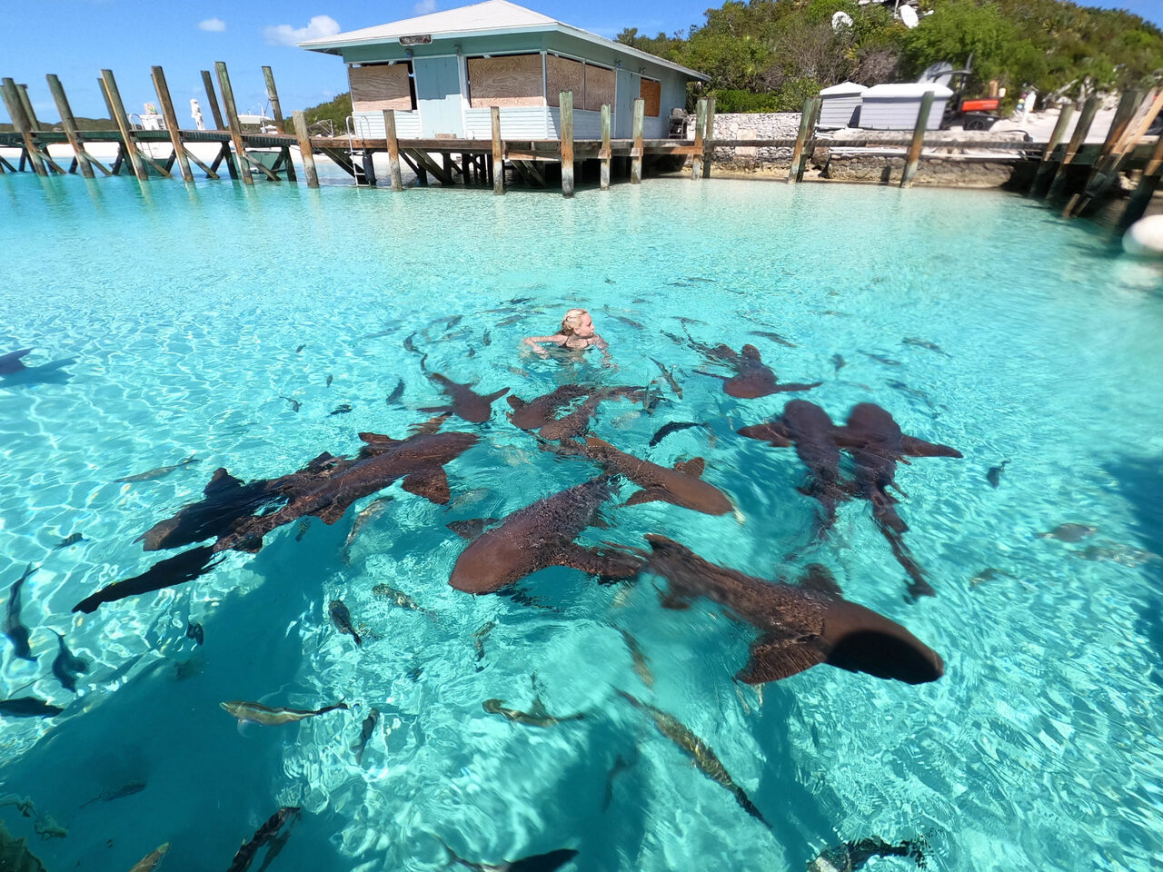 Staniel Cay, Exuma Sharks